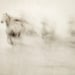 Nature photography, Abstract Horse Photograph, White Horses Running, Haunting, Halloween, Ethereal, Camargue - Ghosts Among Us