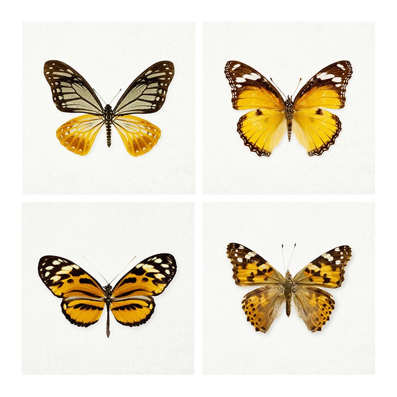 Butterfly Photograph, Tangerine Orange, Nature Photography, Spring, Pumpkin, Black, Wall Art - The Butterfly Effect