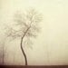 Tree Photograph, Morning Fog, Spring, Landscape Photography, Nature, Mysterious, Muted, Mist, Enchanted, Rustic, Cream - Crooked Ways