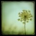 Simplexity - 8x8 Fine Art Print on Metallic Paper