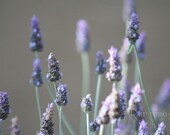 Lavender Flowers -  Folded Note Cards