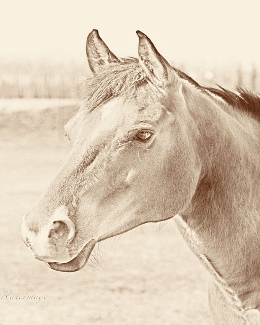 Sepia Tone Horse 8x12