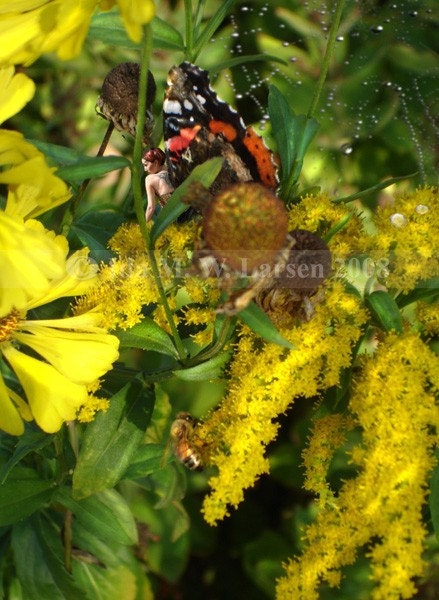 Mme Butterfly II - Print