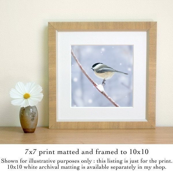 Chickadee in Snow No. 4, 7x7 Bird Print - Free Shipping