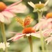 SALE - 20 percent off - Butterfly Garden No. 2 - fine art photography print of orange butterfly and echinacea flowers