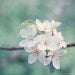 SALE - 7x7 Print - "Apple Blossoms No. 1" Fine Art Photography Print - Home Decor - Wall Art - Under 25