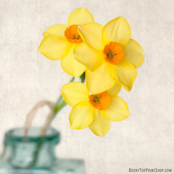 SALE - 7x7 Print - "Yellow Daffodils No. 9" Fine Art Photography Print - Home Decor - Wall Art - Under 25
