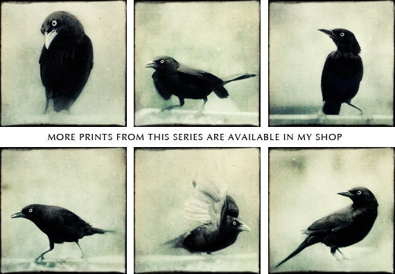 Crow, Raven, Halloween Art, Gothic Decor, Spooky Fine Art Photo, Black Bird Print, Fine Art Photography "Grackle No. 6"