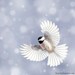 Bird Photography Print - Fine Art Photograph - Woodland Animal Photography - Winter Bird Photograph - Winter Photo "Chickadee in Snow No. 6"