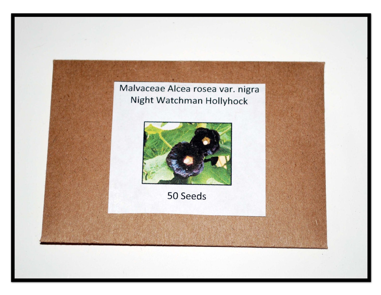 Seeds Malvaceae Alcea rosea var. nigra - Night Watchman Hollyhock