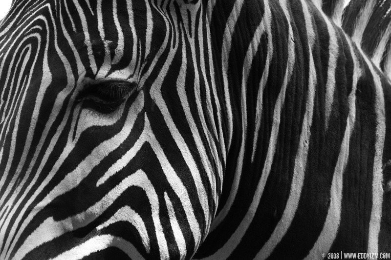 Abstract Zebra Art