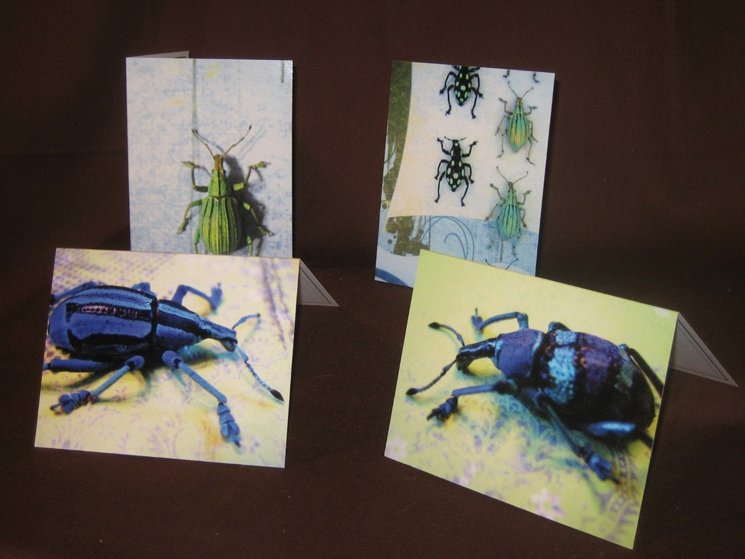 Pure Weevil   Insect Art Note Cards