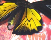 Mandarin Birdwing Butterfly Display