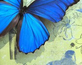Blue Morpho with Birds - Framed Butterfly Display