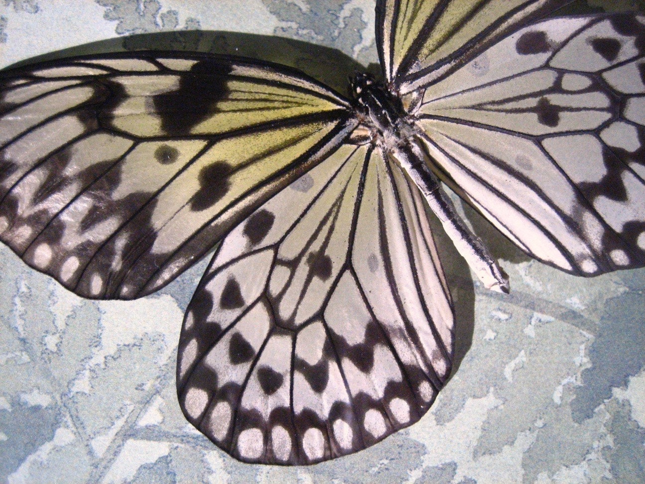 White Monarch in Ferns  Butterfly Display