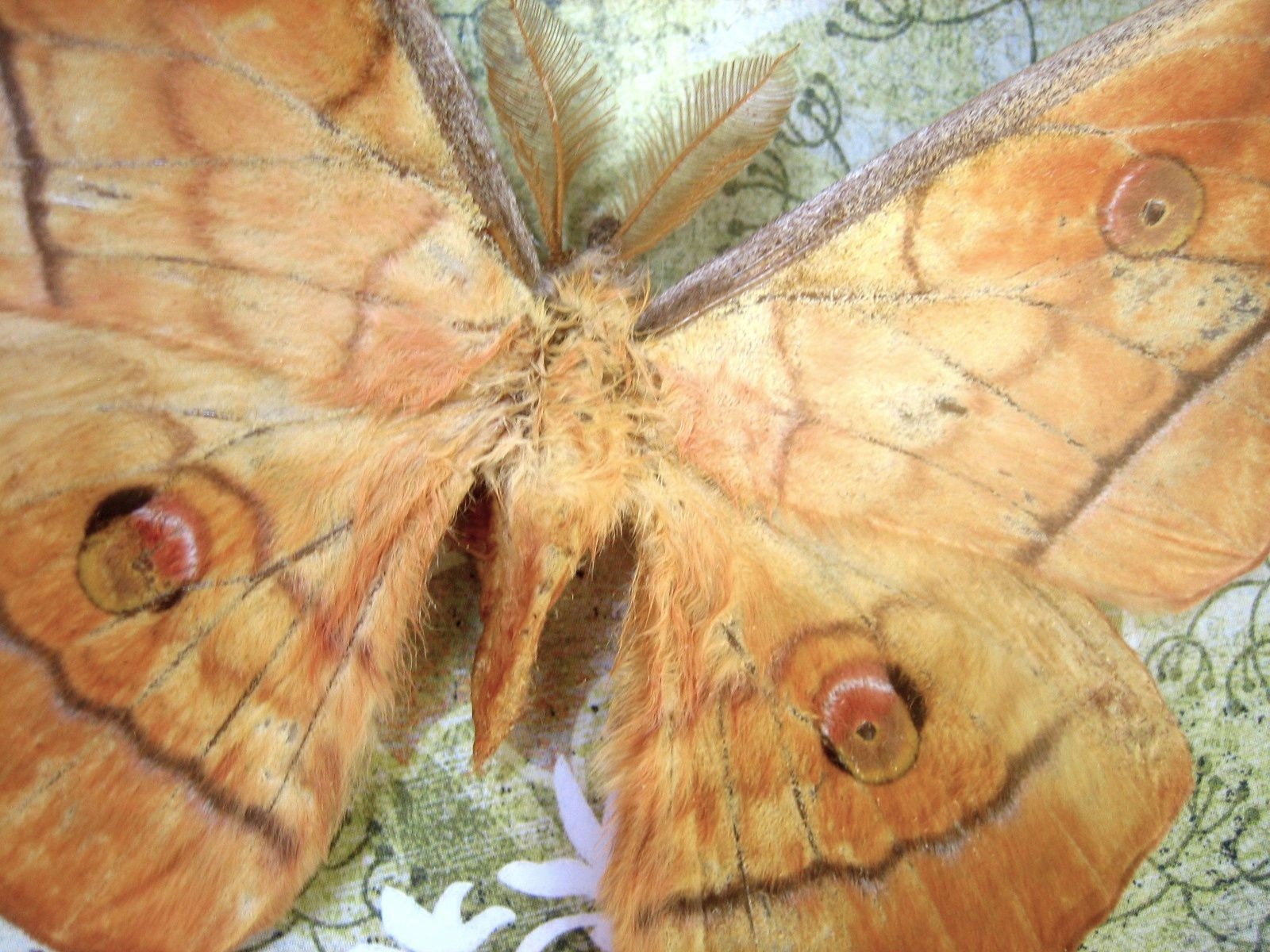 OVERSTOCK:  Actias Moth Unmounted Specimen