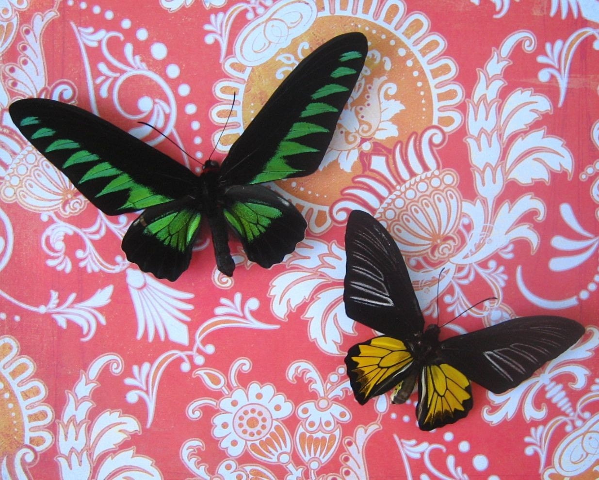 Birdwing Butterfly Duet   Insect Art