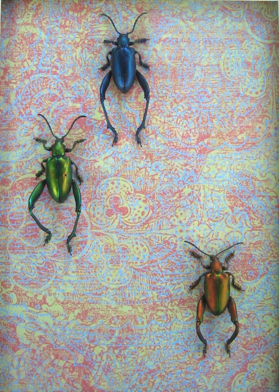 Sagra Beetle Trio - Insect Art Display