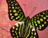 Lime Swallowtail Butterfly Pair  Framed Insect Art