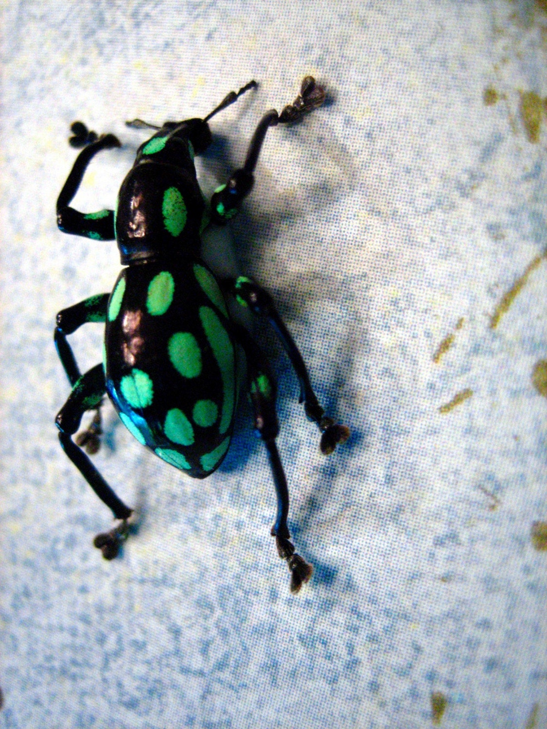 Weevil Trio  Framed Insect Art
