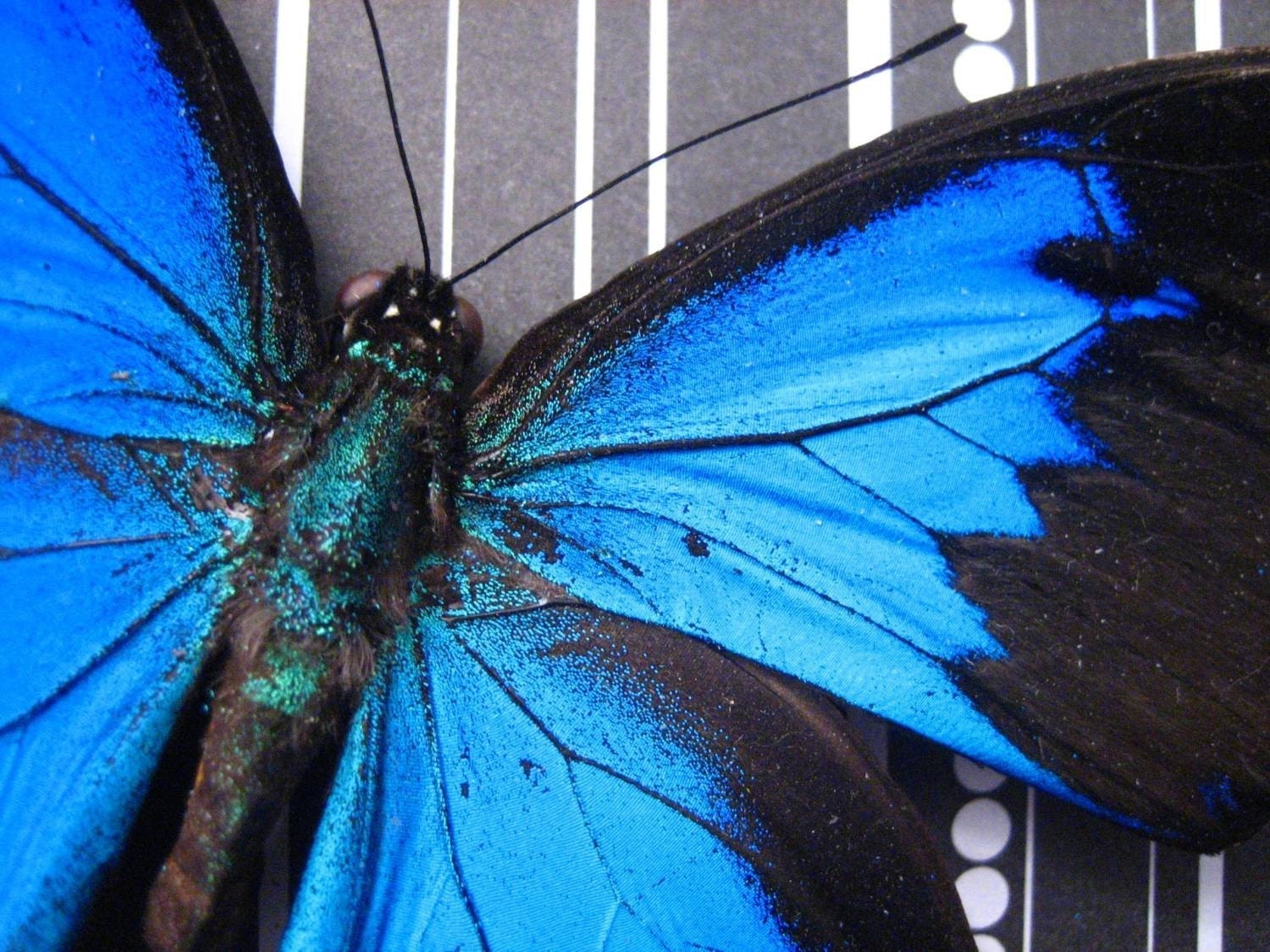 Black and Blue - Framed Butterfly Display