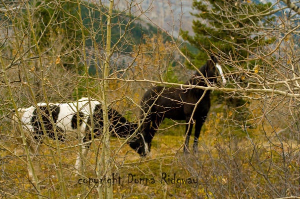 Nature photo, Black Horse and pinto in autumn fine art photo A4C H4H Donna Ridgway