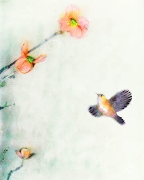 Dogwood Day Print - Free Shipping
