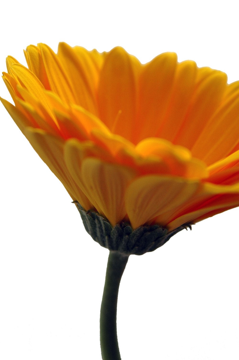 Nature's Cup 8x10 Fine Art Print