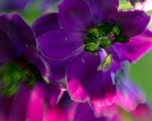 Purple Haze - 10x10 Fine Art Print