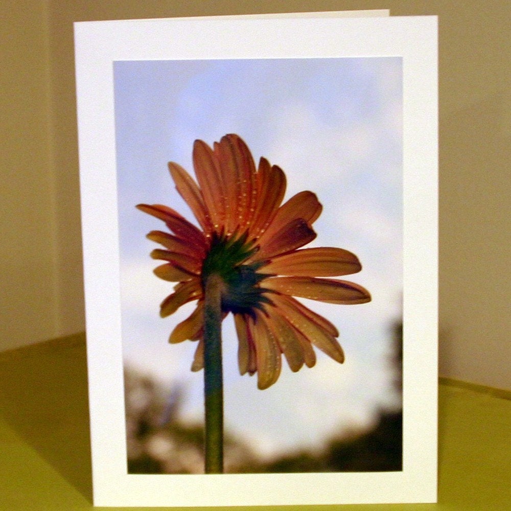 DEAR GOD Tangerine Orange Gerber daisy photo card 