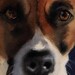 Boxer dog art Print of my watercolor painting                  Boxer Portrait