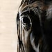 Warmblood Quarter Horse Equine Horse Art PRINT of my Watercolor Painting