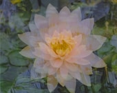 floating lotus.  8 x 10.  multiple exposure photograph.