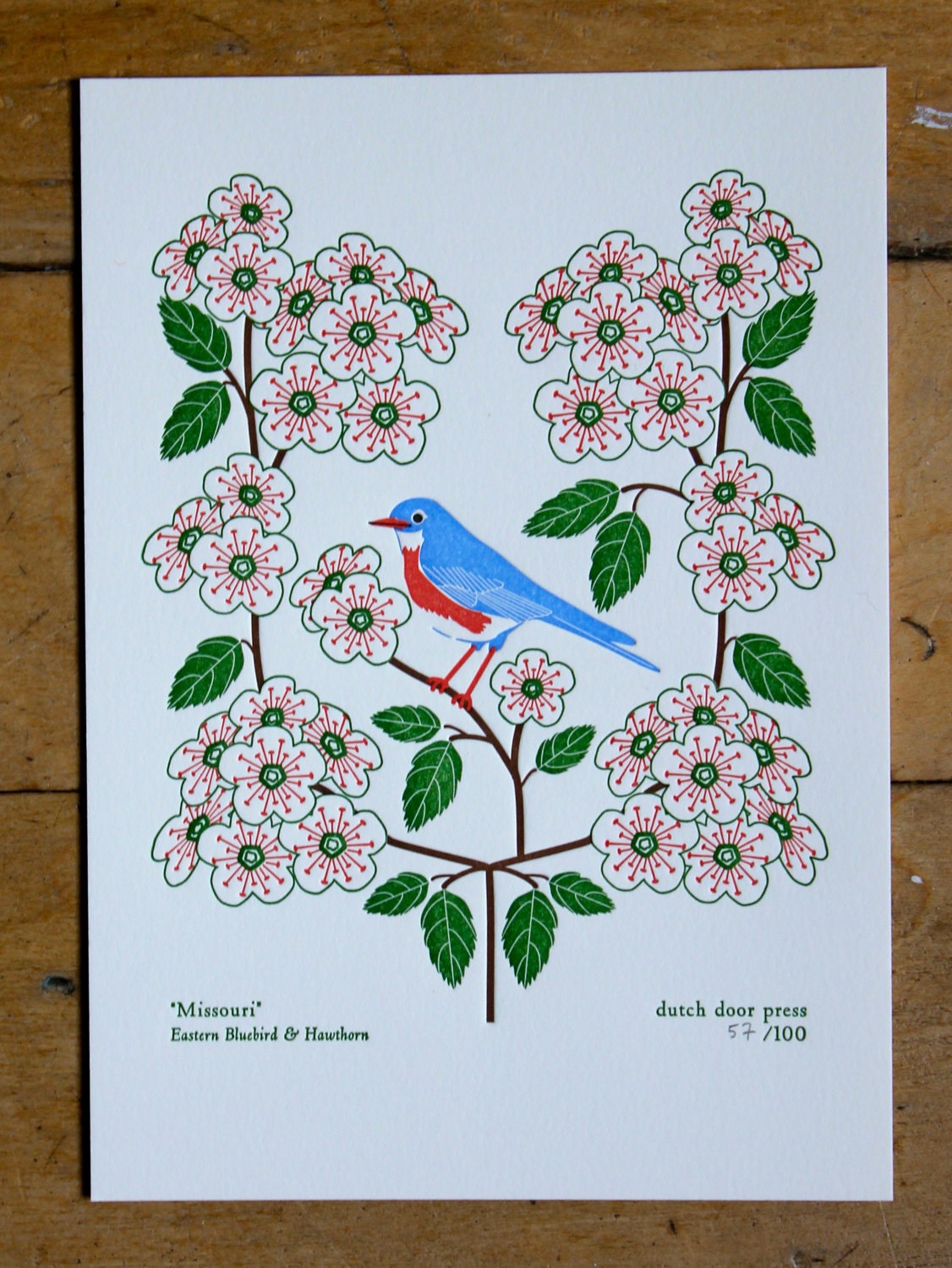 missouri (from birds and blooms of the 50 states)