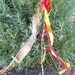 Giant Flower Fairy Wands-Gerbera Daisy-Alice's Talking Flowers-Costume-Faeryspell Creations
