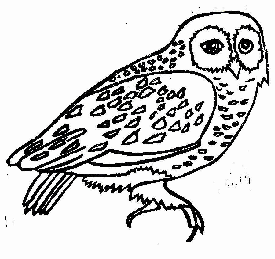 owl