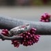 wood grain ring THIN PLYWOOD sterling sz 8 woodland