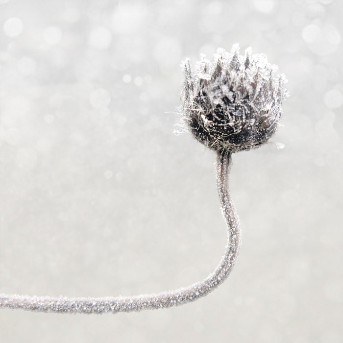 bent . dried dead flower . gray grey . minimal winter photograph . fine art . 8 x 8 square print - deborahgwinnetc