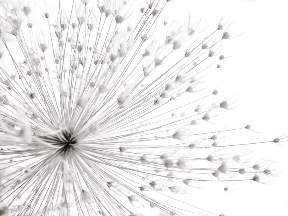 explosion . allium flower . black and white . dried botanical . minimal winter photograph . 8 x 10 print - deborahgwinnetc