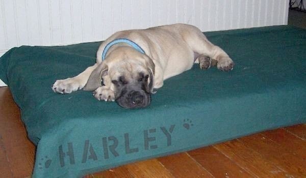 Dog Bed Cover for a 28W x 52L Standard Baby Crib Mattress : Choose from MANY canvas colors