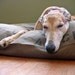 MANY canvas colors - Duvet Dog Bed Cover XL 38x50 - Use four standard sleeping pillows as stuffing
