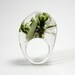 Clear  Moss and Grass Ring