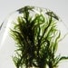 Clear resin ring with green moss