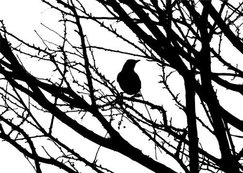 ROBIN REDBREAST Fine Art Print 11x14 with double-matting
