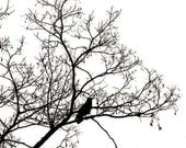 RAVEN Fine Art Print 11x14 black and white