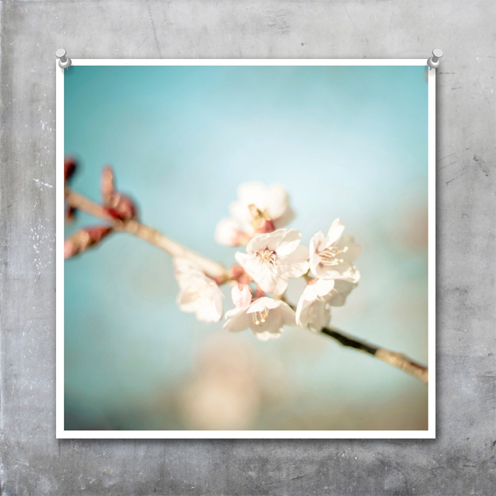 Pale Pink and Blue Cherry Blossoms on a blue sky, romantic, spring, summer 7x7 inch square - Fine Art Photo Photograph Print
