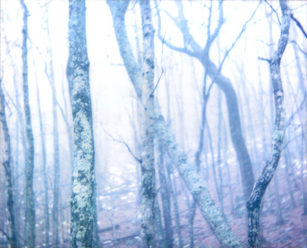 Foggy nature photograph, blue landscape, Blue Forest