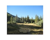 Rock Creek Meadow (Isaiah 44:3-4), Original Photography Print 10x8