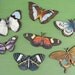 Large Butterflies - Collection of 7 Wood Butterflies