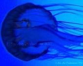Jellyfish jellyfish I heart you jellyfish 8x10
